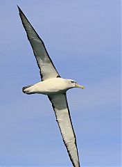 White-capped Albatross